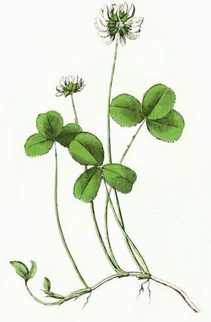 apila